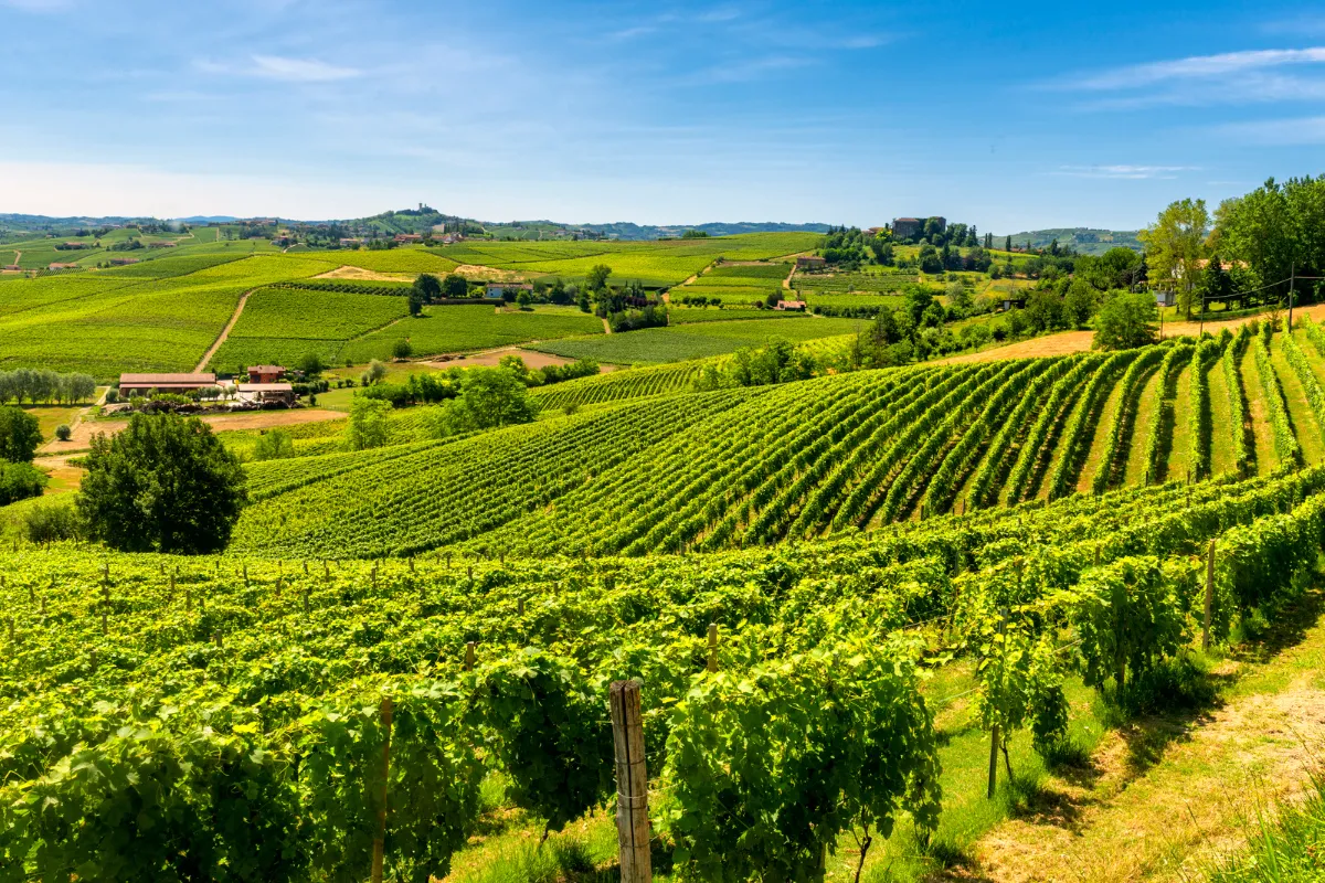 Le colline di Langhe e Roero viste dai vigneti