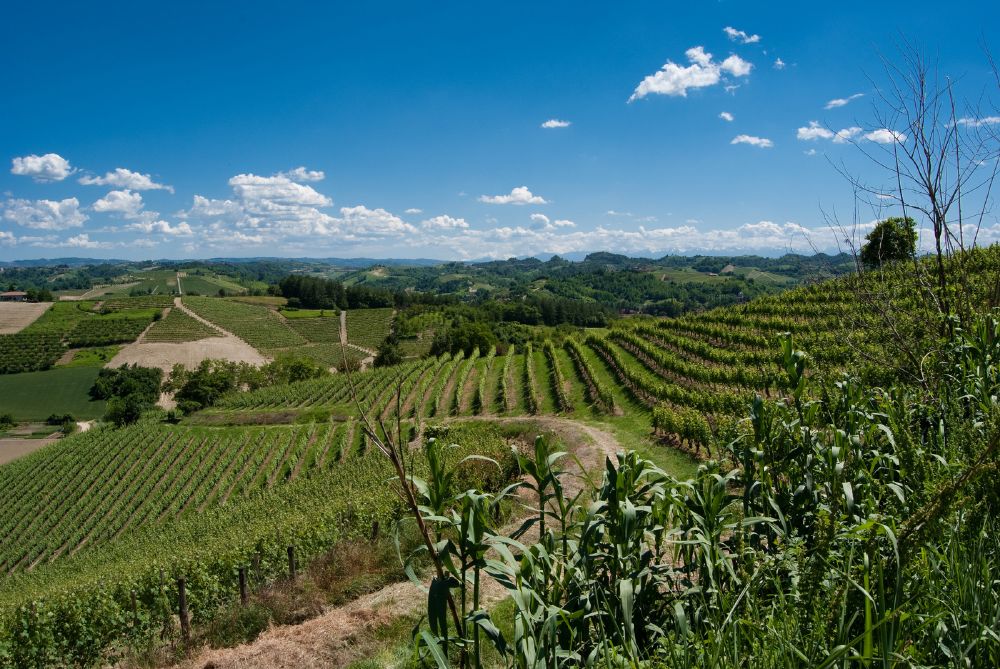 Percorso tra i vigneti delle colline vicino a Cisterna d’Asti